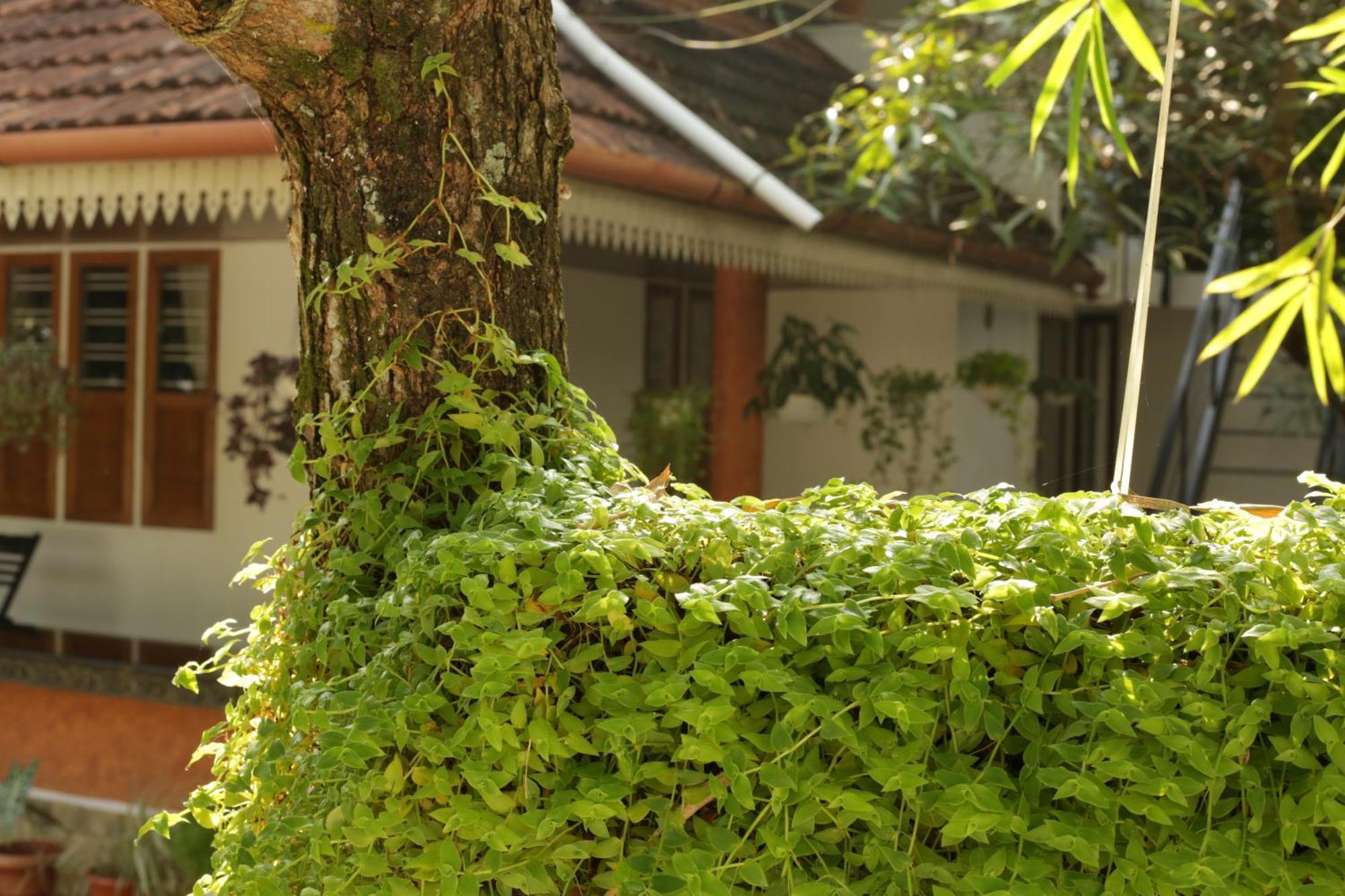Mi Casa Tu Casa Apartment Kochi Luaran gambar